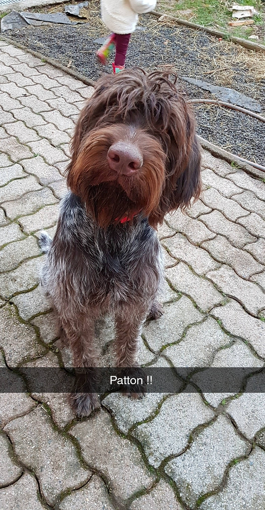 Patton a rejoint le concours — aidez-le/la à gagner de superbes lots ! canidae, carnivore, cobblestone, companion_dog, dog, dog_breed, dog_collar, flagstone, flooring, fur, liver, road_surface, sidewalk, sporting_group, stichelhaar, terrier, toy_dog, water_dog