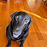 dog, black_dog, pet, canine, sitting, smiling, open_mouth, teeth, portrait, indoor, hardwood_floor, wood_floor, sunlight, reflection, home, furniture, basket, cute, happy, animal