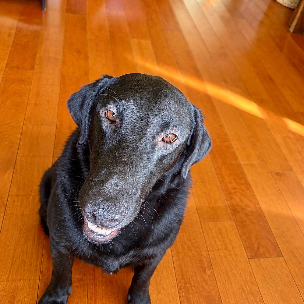 Autry joined the competition — help win amazing prizes! dog, black_dog, pet, canine, sitting, smiling, open_mouth, teeth, portrait, indoor, hardwood_floor, wood_floor, sunlight, reflection, home, furniture, basket, cute, happy, animal