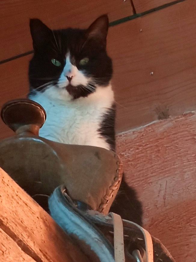 Opale a rejoint le concours — aidez-le/la à gagner de superbes lots ! box, carnivore, cat, comfort, domestic_short_haired_cat, felidae, flooring, formal_wear, fur, hardwood, human_leg, paw, sitting, small_to_medium_sized_cats, snout, stairs, tail, tints_and_shades, whiskers, wood