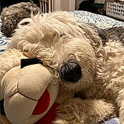 Emma is registered to the contest to win money with this photo: dog, stuffed_toy, bed, blanket, sleeping, fluffy, nose, indoor, fur, animal, pet, cozy, resting, soft, home, comfort, cute, relaxation, background, two_dogs