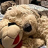 dog, stuffed_toy, bed, blanket, sleeping, fluffy, nose, indoor, fur, animal, pet, cozy, resting, soft, home, comfort, cute, relaxation, background, two_dogs