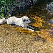 Titan a rejoint le concours — aidez-le/la à gagner de superbes lots ! animal, canine, daytime, dog, fluffy, greenery, natural, nature, outdoor, peaceful, relaxing, resting, riverbank, sandy_bottom, shallow_water, stream, summer, sunlight, water, white_dog