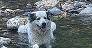 Titan a rejoint le concours — aidez-le/la à gagner de superbes lots ! animal, canine, creek, dog, environment, fur, happy, landscape, nature, outdoor, pet, relaxing, riverbed, rocks, scenery, smiling, stream, water, wet, wildlife