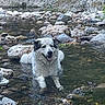 animal, canine, creek, dog, environment, fur, happy, landscape, nature, outdoor, pet, relaxing, riverbed, rocks, scenery, smiling, stream, water, wet, wildlife
