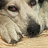 Titan a rejoint le concours — aidez-le/la à gagner de superbes lots ! animal, blanket, canine, close_up, cute, dog, expression, face, fur, indoors, mammal, nail, nose, paw, pet, relaxed, resting, sleepy, soft, texture