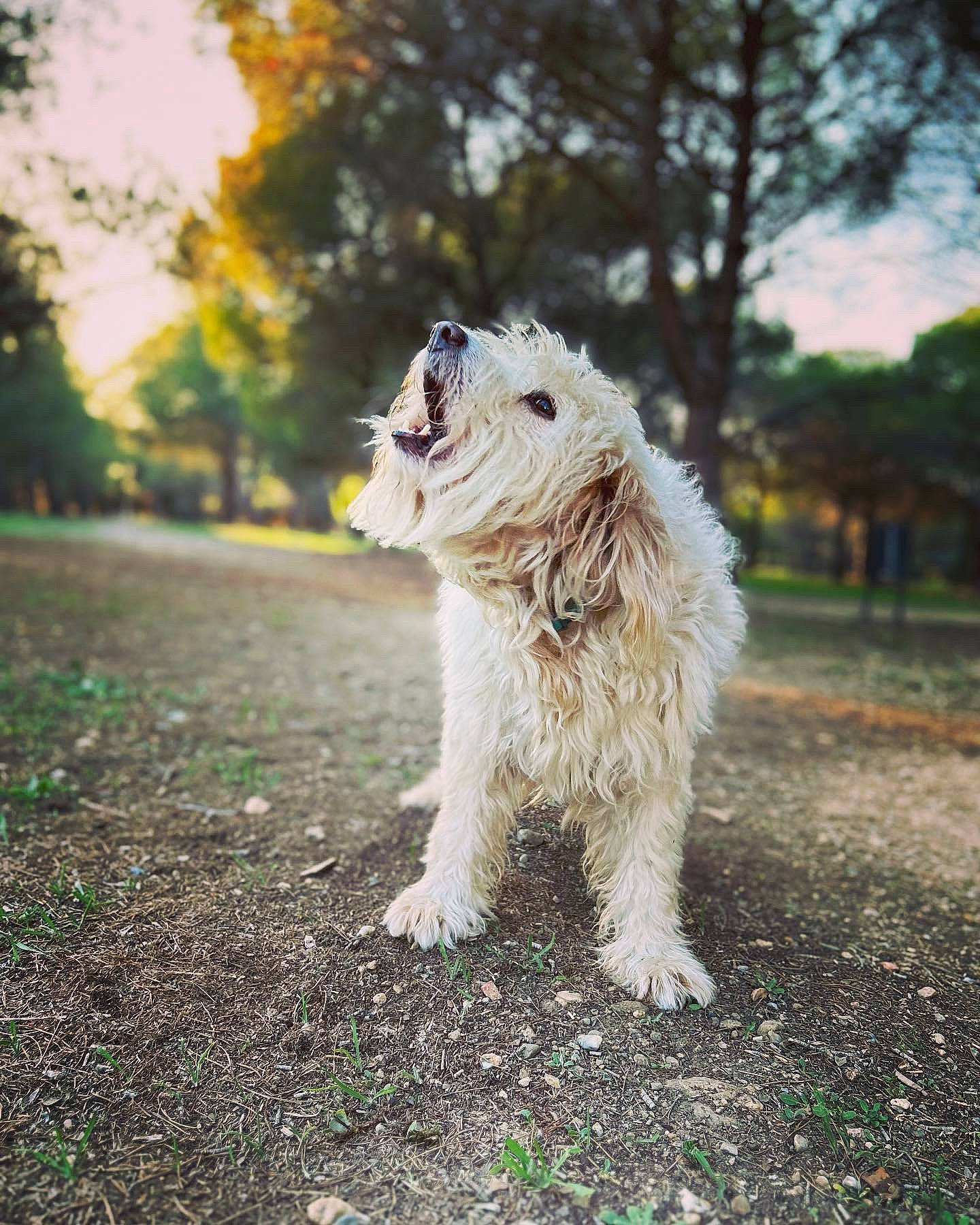 Titi participe au concours pour gagner de l'argent avec cette photo : asphalt, canidae, carnivore, companion_dog, dog, dog_breed, fawn, fur, grass, plant, sky, small_terrier, snout, soil, sporting_group, tail, terrier, toy_dog, tree, working_animal