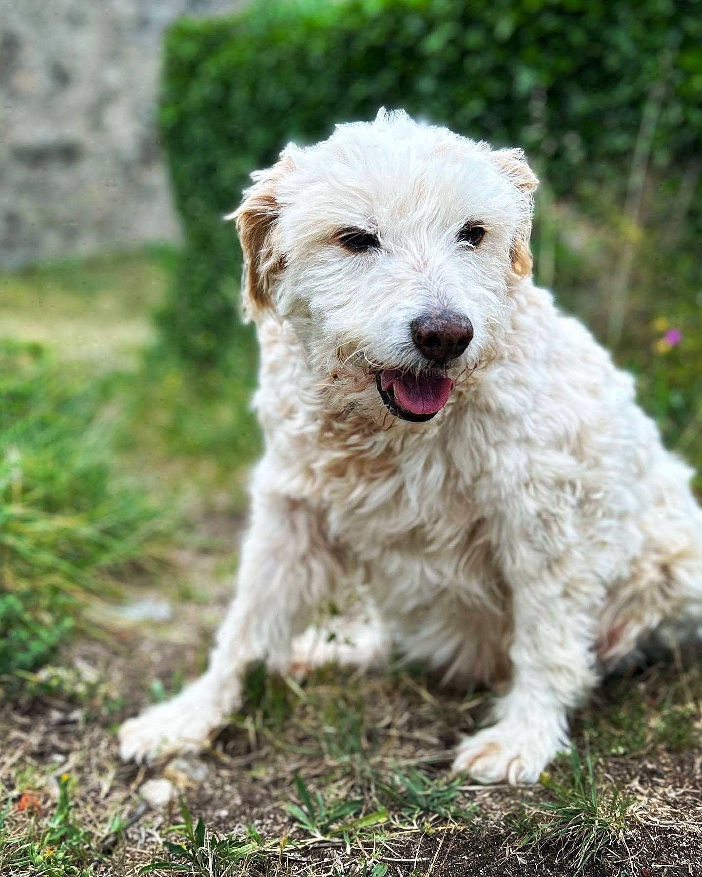 Titi a rejoint le concours — aidez-le/la à gagner de superbes lots ! canidae, carnivore, companion_dog, dog, dog_breed, dog_collar, fur, grass, non_sporting_group, plant, small_terrier, snout, sporting_group, terrestrial_animal, terrier, tree, water_dog, working_animal, working_dog