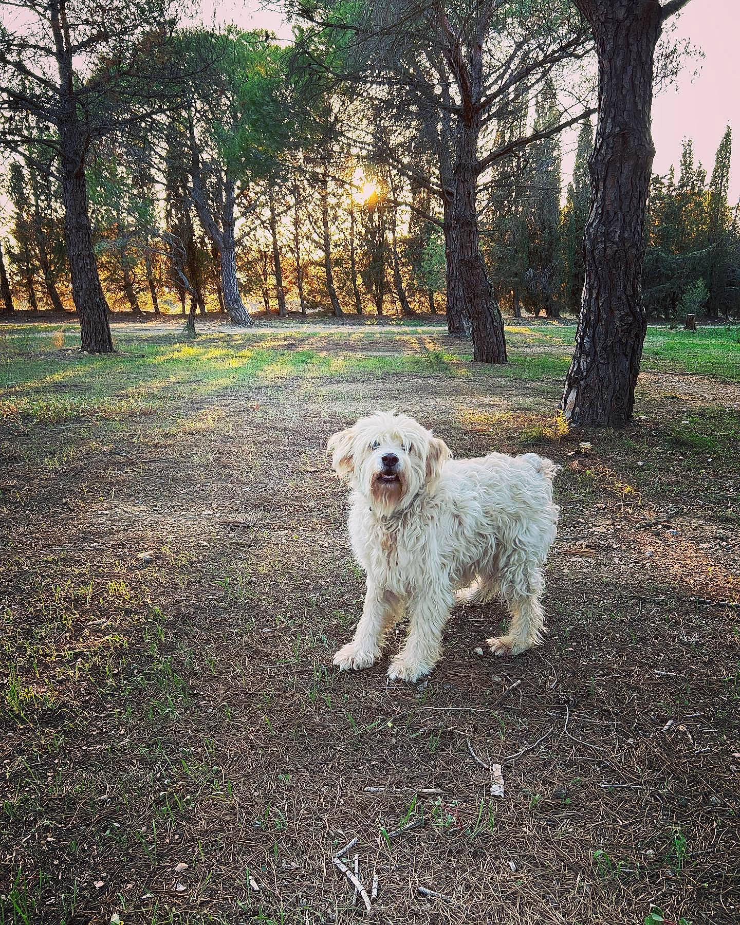 Titi a rejoint le concours — aidez-le/la à gagner de superbes lots ! autumn, canidae, carnivore, companion_dog, dog, dog_breed, evening, forest, grass, landscape, natural_landscape, people_in_nature, plant, sky, small_terrier, sporting_group, tail, terrier, tree, woodland