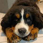 Askun a rejoint le concours — aidez-le/la à gagner de superbes lots ! adorable, animal, bernese_mountain_dog, black_fur, brown_fur, close_up, cute, dog, ears, floor, fur, indoor, looking_at_camera, paws, pet, portrait, puppy, tile_floor, white_fur, young