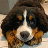 bernese_mountain_dog, puppy, dog, animal, pet, fur, ears, paws, floor, indoor, cute, close_up, portrait, looking_at_camera, black_fur, brown_fur, white_fur, tile_floor, adorable, young