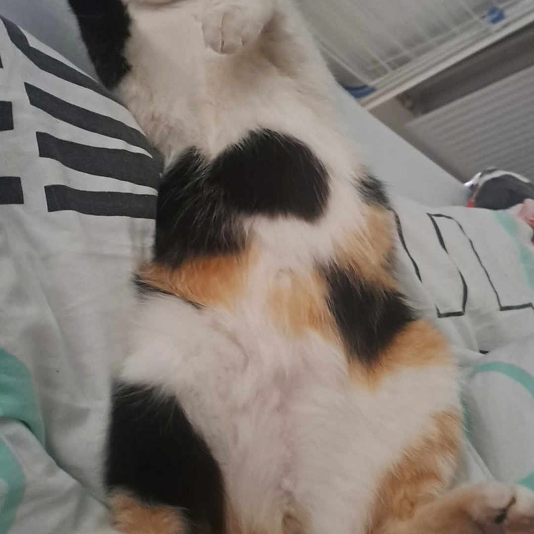 Chanel participe au concours pour gagner de l'argent avec cette photo : animal, bed, calico, cat, cozy, cute, domestic_animal, feline, fluffy, fur, indoor, lying_down, paw, pet, relaxed, resting, sleepy, soft, tail, whiskers
