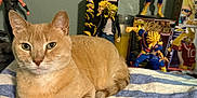 Hiro is registered to the contest to win money with this photo: cat, ginger_cat, striped_towel, action_figures, collectibles, indoor, pet, relaxed, orange_fur, table, toy_figures, green_wall, close_up, animal, feline, domestic_cat, resting, looking_at_camera, decor, background_objects