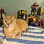 cat, ginger_cat, striped_towel, action_figures, collectibles, indoor, pet, relaxed, orange_fur, table, toy_figures, green_wall, close_up, animal, feline, domestic_cat, resting, looking_at_camera, decor, background_objects