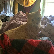 Hiro is registered to the contest to win money with this photo: cat, indoor, pillow, blanket, window, natural_light, cat_tree, clothing, furniture, cozy, relaxing, home, pet, light, texture, resting, fur, soft, curtain, fabric