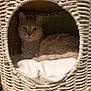 Hiro joined the competition — help win amazing prizes! cat, orange_tabby, wicker_basket, cushion, pet, indoor, feline, resting, cozy, fur, animal, cute, domestic_cat, relaxed, looking_at_camera, soft_light, home, comfort, closeup, curled_tail