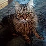 Onion is registered to the contest to win money with this photo: abyssinian, angora, animal, bed, bedroom, blanket, cat, couch, cushion, face, furniture, head, indoors, kitten, manx, person, pet, photography, portrait, room