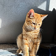 Mini joined the competition — help win amazing prizes! cat, orange_tabby, sunlight, shadow, rug, indoor, pet, feline, fur, animal, whiskers, ears, paws, pattern, texture, relaxing, cute, domestic, cozy, portrait