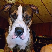 Poquito joined the competition — help win amazing prizes! attentive, brindle, brown_and_white, ceiling_fan, close_up, companion, curious, dog, ears, eyes, furniture, indoor, large_snoot, muzzle, nose, pet, portrait, sitting, whiskers, wood_paneling