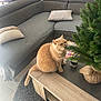 cat, ginger_cat, sofa, couch, christmas_tree, coffee_table, pillow, cushion, indoor, living_room, tree, magazine, mischief, fur, pet, carpet, rug, wooden_table, curious, home_decor