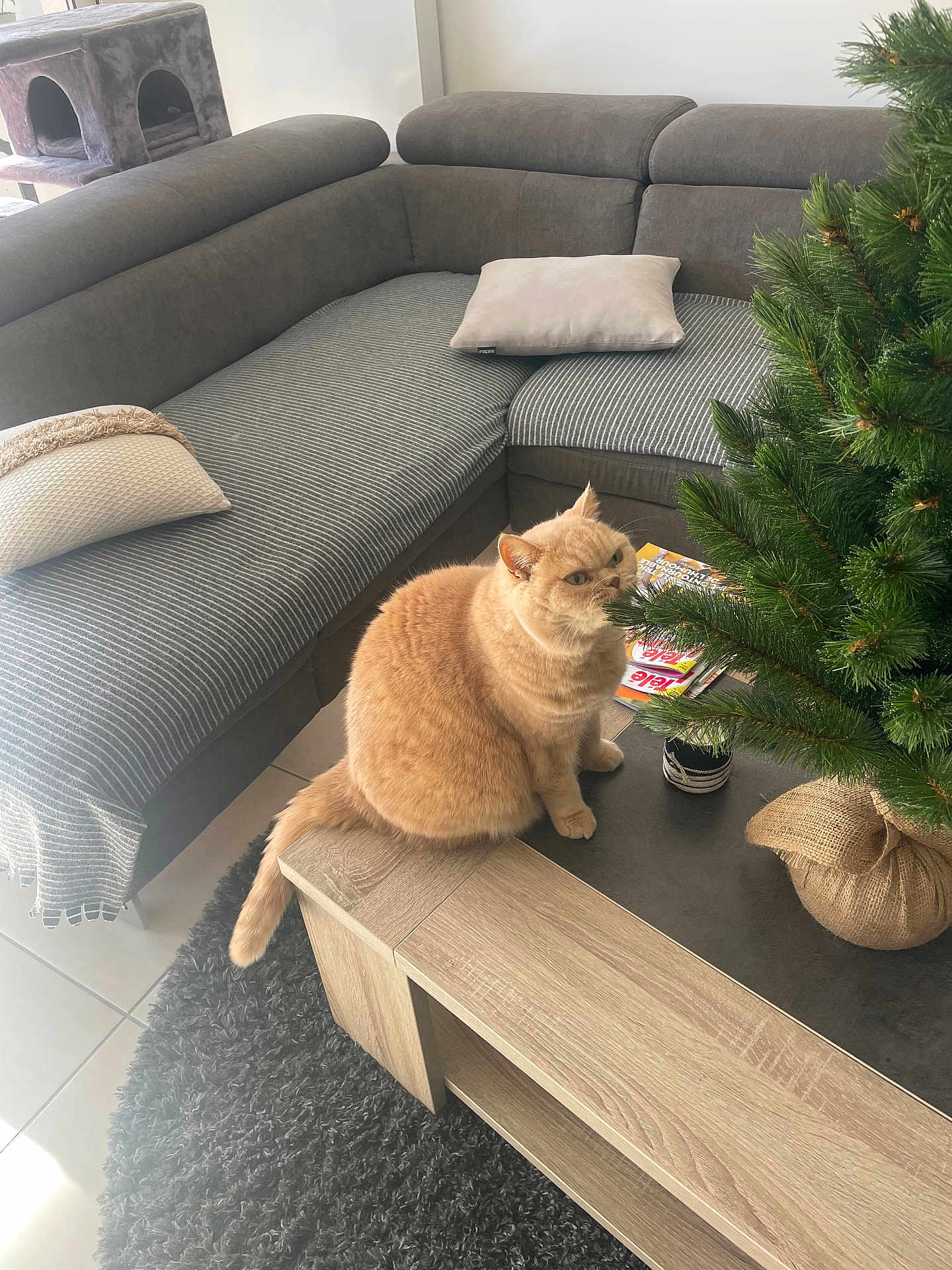 Pilou a rejoint le concours — aidez-le/la à gagner de superbes lots ! cat, ginger_cat, sofa, couch, christmas_tree, coffee_table, pillow, cushion, indoor, living_room, tree, magazine, mischief, fur, pet, carpet, rug, wooden_table, curious, home_decor