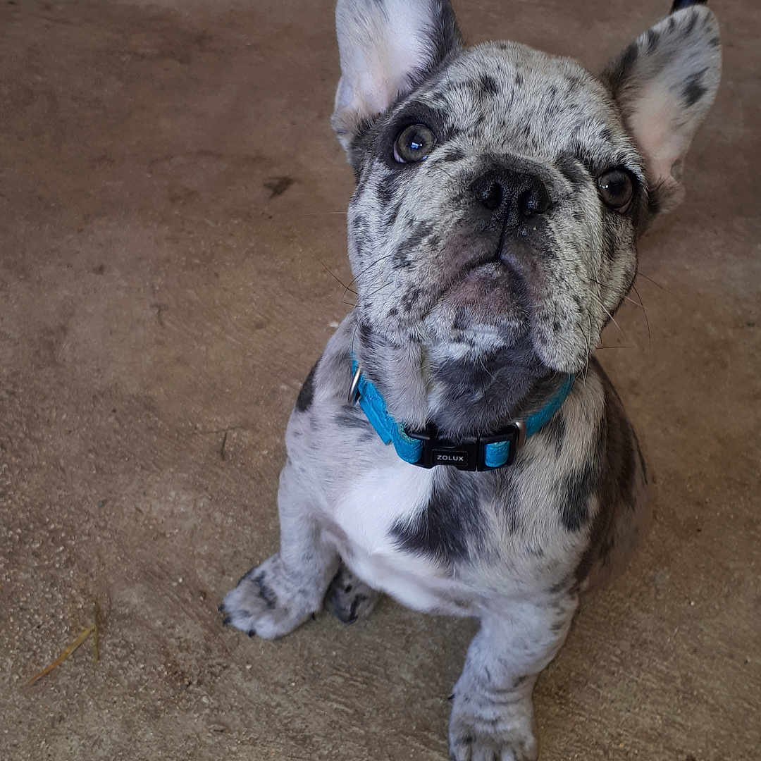 Shadow a rejoint le concours — aidez-le/la à gagner de superbes lots ! animal, boxer, bulldog, canine, dog, frenchbulldog, pet, pitbull, puppy