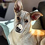 dog, canine, pet, indoor, couch, pillow, relaxed, sunlight, fur, ears, animal, closeup, portrait, domestic, companion, home, resting, cute, friendly, attention