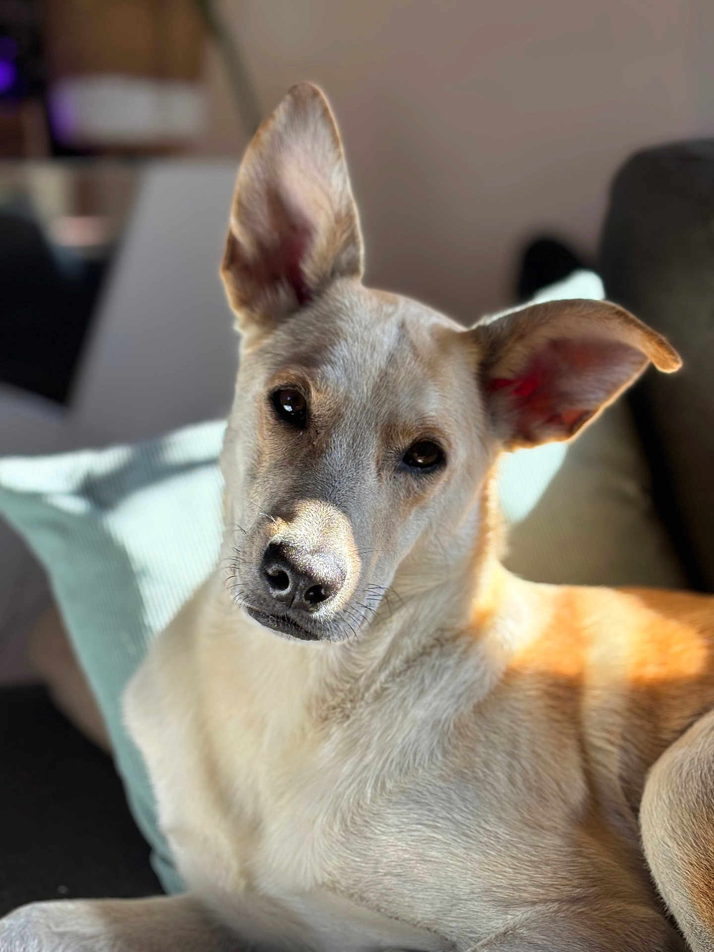 Nalia a rejoint le concours — aidez-le/la à gagner de superbes lots ! dog, canine, pet, indoor, couch, pillow, relaxed, sunlight, fur, ears, animal, closeup, portrait, domestic, companion, home, resting, cute, friendly, attention