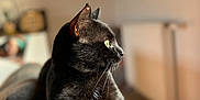 Thor participe au concours pour gagner de l'argent avec cette photo : black_cat, cat, indoor, animal, pet, feline, whiskers, yellow_eyes, soft_blanket, cozy, relaxed, portrait, fur, side_view, natural_light, blurred_background, domestic_cat, resting, close_up, warm_tones
