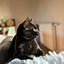 black_cat, cat, indoor, animal, pet, feline, whiskers, yellow_eyes, soft_blanket, cozy, relaxed, portrait, fur, side_view, natural_light, blurred_background, domestic_cat, resting, close_up, warm_tones