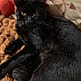 black_cat, cat, animal, pet, feline, resting, indoor, cozy, blanket, fur, whiskers, relaxed, closeup, laying_down, soft, texture, comfort, domestic_animal, portrait, eyes