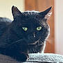black_cat, cat, pet, animal, feline, green_eyes, close_up, indoor, soft_light, texture, fur, whiskers, portrait, relaxed, resting, cozy, domestic_animal, cute, looking, focus