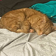 Catrina is registered to the contest to win money with this photo: cat, sleeping, ginger, bed, blanket, cozy, fur, pet, indoor, resting, cute, domestic_animal, feline, comfort, soft, nap, animal, whiskers, relaxation, home