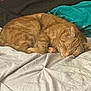 cat, sleeping, ginger, bed, blanket, cozy, fur, pet, indoor, resting, cute, domestic_animal, feline, comfort, soft, nap, animal, whiskers, relaxation, home