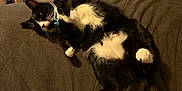 Sabrina is registered to the contest to win money with this photo: cat, tuxedo_cat, black_and_white, pet, animal, feline, lying_down, relaxed, indoor, blanket, fur, whiskers, paws, tail, collar, cozy, home, living_room, wood_floor, furniture