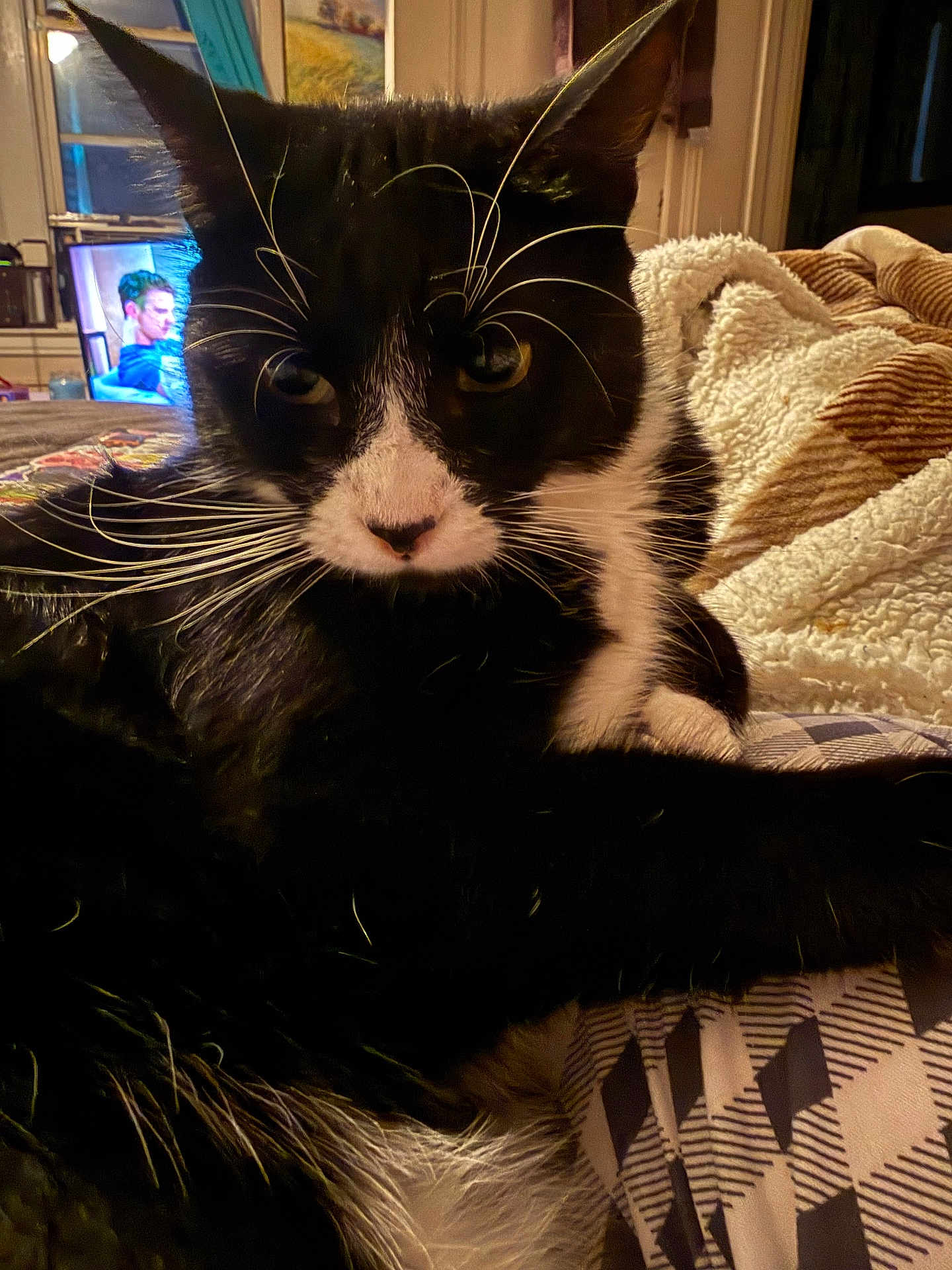 Sabrina is registered to the contest to win money with this photo: cat, black_and_white, whiskers, close_up, indoor, blanket, pattern, throw, cozy, feline, pet, relaxed, fur, living_room, television, person_on_tv, window, home, animal, resting