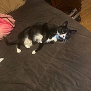 Sabrina is registered to the contest to win money with this photo: bed, bedroom, black_and_white, cat, collar, cozy, curious, domestic_animal, feline, fur, indoor, lounge, mammal, pet, pillow, resting, sleepy, table, whiskers, wood_floor