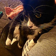 Sabrina is registered to the contest to win money with this photo: cat, black_and_white, pet, whiskers, lap, blanket, knitted, television, indoor, feline, relaxing, fur, paw, collar, bell, person, clothing, fabric, couch, home