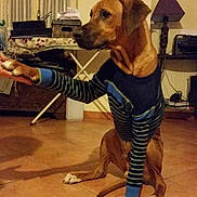 Floki participe au concours pour gagner de l'argent avec cette photo : broholmer, canidae, carnivore, dog, dog_breed, fawn, hound, mammal, rare_breed_dog, rhodesian_ridgeback, snout