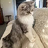 cat, persian_cat, fluffy, gray_and_white, longhaired, pet, animal, sitting, indoors, armchair, furniture, cushion, cozy, home, living_room, portrait, green_eyes, whiskers, fur, cute