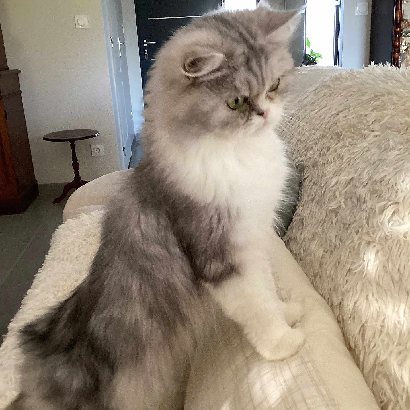 Sissi participe au concours pour gagner de l'argent avec cette photo : cat, persian_cat, fluffy, gray_and_white, longhaired, pet, animal, sitting, indoors, armchair, furniture, cushion, cozy, home, living_room, portrait, green_eyes, whiskers, fur, cute