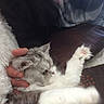 cat, kitten, gray_cat, white_cat, fluffy, fur, whiskers, green_eyes, paws, stretched, lying_down, upside_down, relaxed, cuddling, human_hand, pet, couch, blanket, indoor, portrait