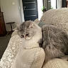 Sissi participe au concours pour gagner de l'argent avec cette photo : cat, fluffy_cat, long_hair, gray_and_white, pet, animal, feline, portrait, indoors, living_room, sofa, couch, blanket, cozy, relaxed, sitting, lounging, whiskers, green_eyes, home_decor