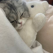 Sissi a rejoint le concours — aidez-le/la à gagner de superbes lots ! cat, sleeping, gray_and_white, pet, animal, kitten, whiskers, pink_nose, closed_eyes, plush_toy, stuffed_animal, blanket, bed, cozy, indoors, portrait, soft_lighting, relaxed, cuddling, home_decor