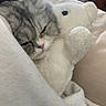 Sissi a rejoint le concours — aidez-le/la à gagner de superbes lots ! cat, sleeping, kitten, gray_fur, white_fur, pet, animal, cute, cozy, blanket, stuffed_animal, plush_toy, bed, couch, indoors, relaxed, nap, whiskers, pink_nose, portrait