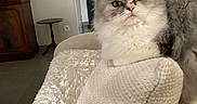 Sissi a rejoint le concours — aidez-le/la à gagner de superbes lots ! cat, fluffy, gray_and_white, longhaired, green_eyes, pet, animal, portrait, close_up, sitting, cushion, blanket, couch, cozy, indoors, living_room, furniture, home, whiskers, cute