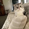 cat, fluffy, gray_and_white, longhaired, green_eyes, pet, animal, portrait, close_up, sitting, cushion, blanket, couch, cozy, indoors, living_room, furniture, home, whiskers, cute