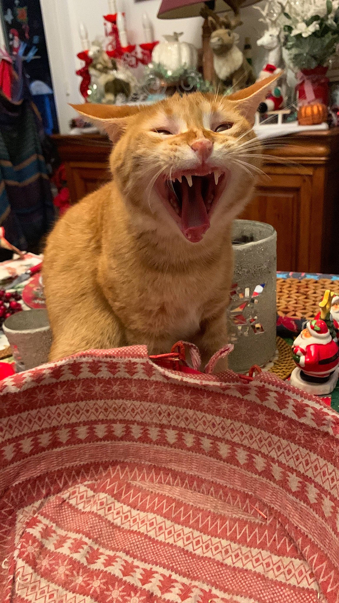 Citrouille participe au concours pour gagner de l'argent avec cette photo : cabinetry, carnivore, cat, domestic_short_haired_cat, event, fang, felidae, fur, linens, pattern, paw, plate, small_to_medium_sized_cats, smile, snout, tablecloth, tableware, whiskers, wood, yawn