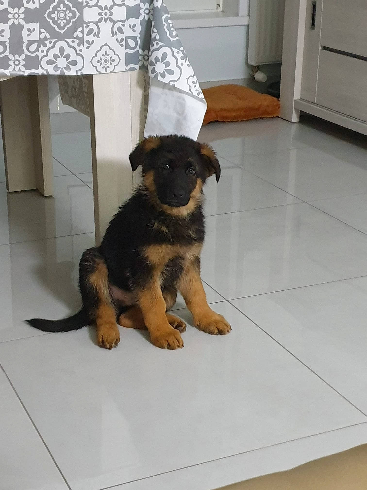 Togo participe au concours pour gagner de l'argent avec cette photo : cabinetry, canidae, carnivore, companion_dog, dog, dog_breed, door, fawn, floor, flooring, fur, guard_dog, hardwood, home_door, paw, room, snout, tail, working_animal, working_dog