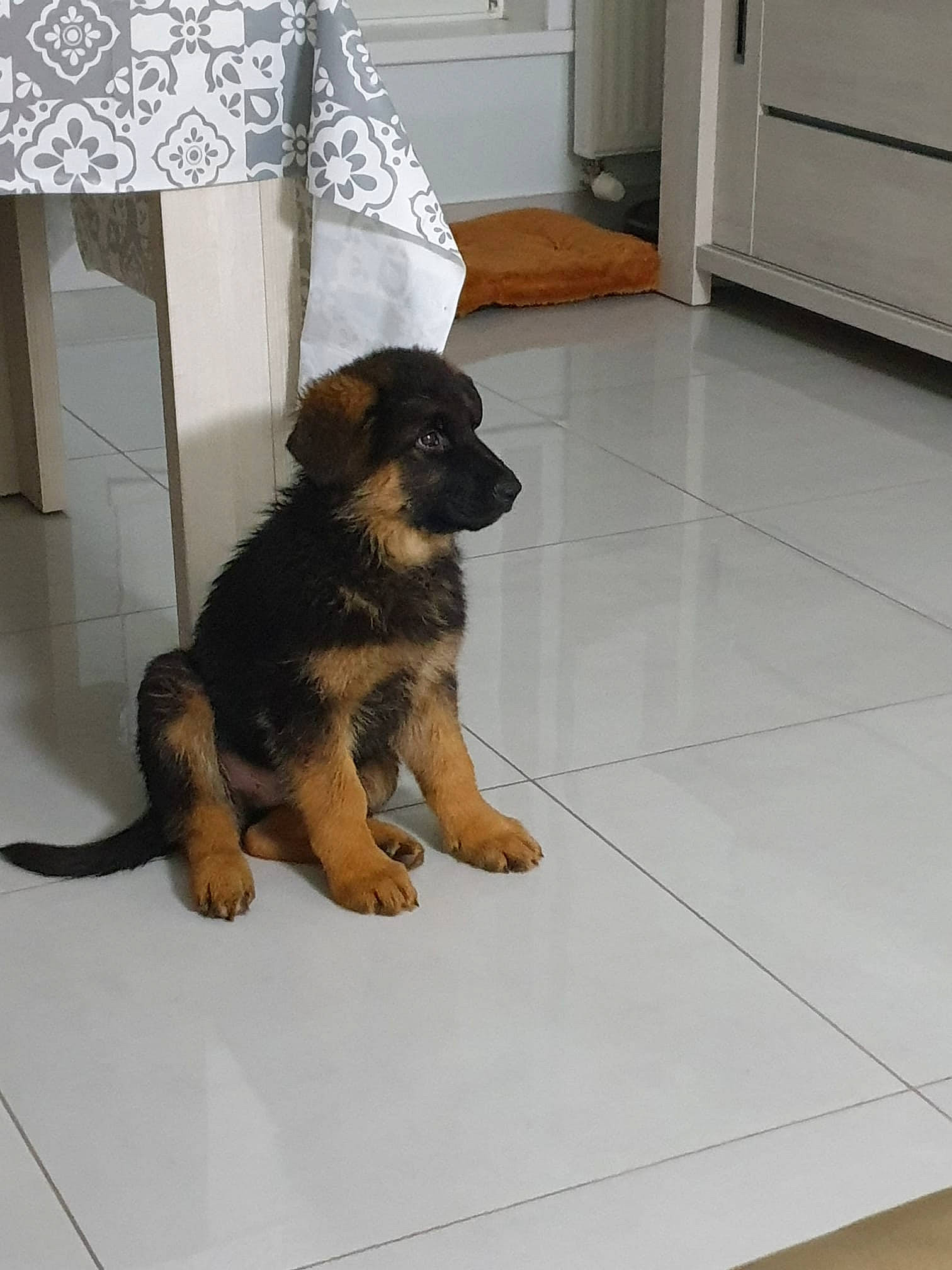 Togo a rejoint le concours — aidez-le/la à gagner de superbes lots ! cabinetry, canidae, carnivore, companion_dog, dog, dog_breed, door, fawn, fixture, floor, flooring, fur, hardwood, kitchen_appliance, room, sporting_group, tail, tile_flooring, working_animal, working_dog